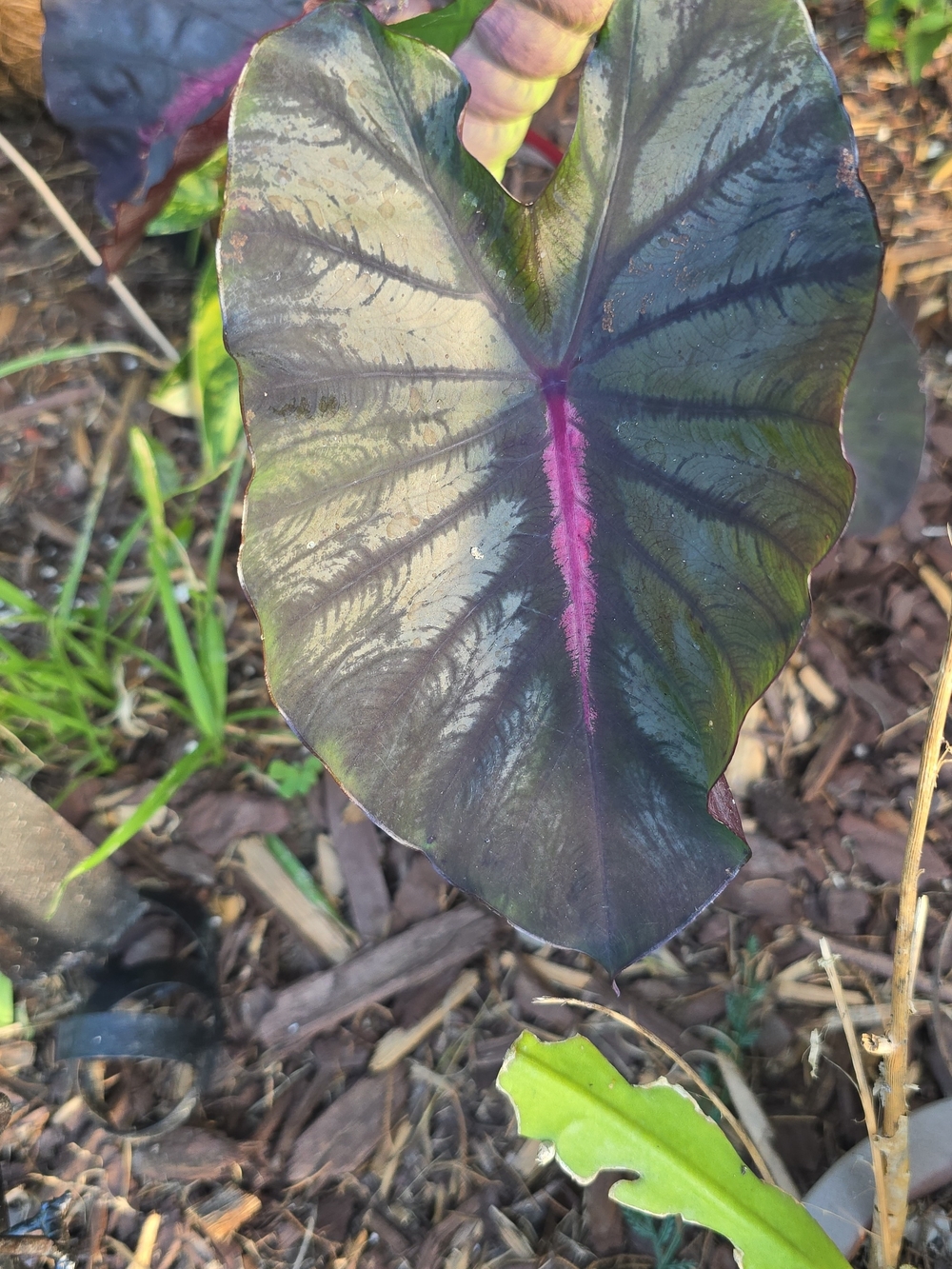 $23((OBO))🔥 Colocasia 'Redemption' Elephant Ear Live Plant Start - Picture 2 of 2